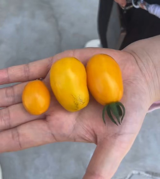 圣女果