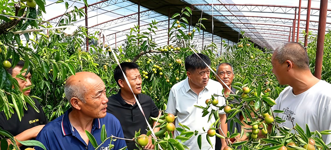 大荔安仁镇石铁村冬枣种植技术交流